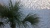 Panama City Palm Tree on beach.jpg