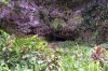 Fern Grotto Kauai.JPG