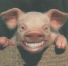 Laughing pig.gif